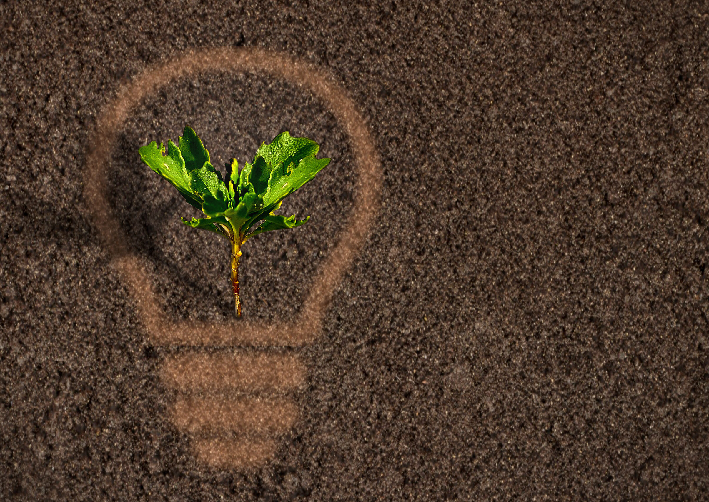 Green plant sprout growing within a lightbulb silhouette on soil background - Agriculture, environment, ecology and growth concept